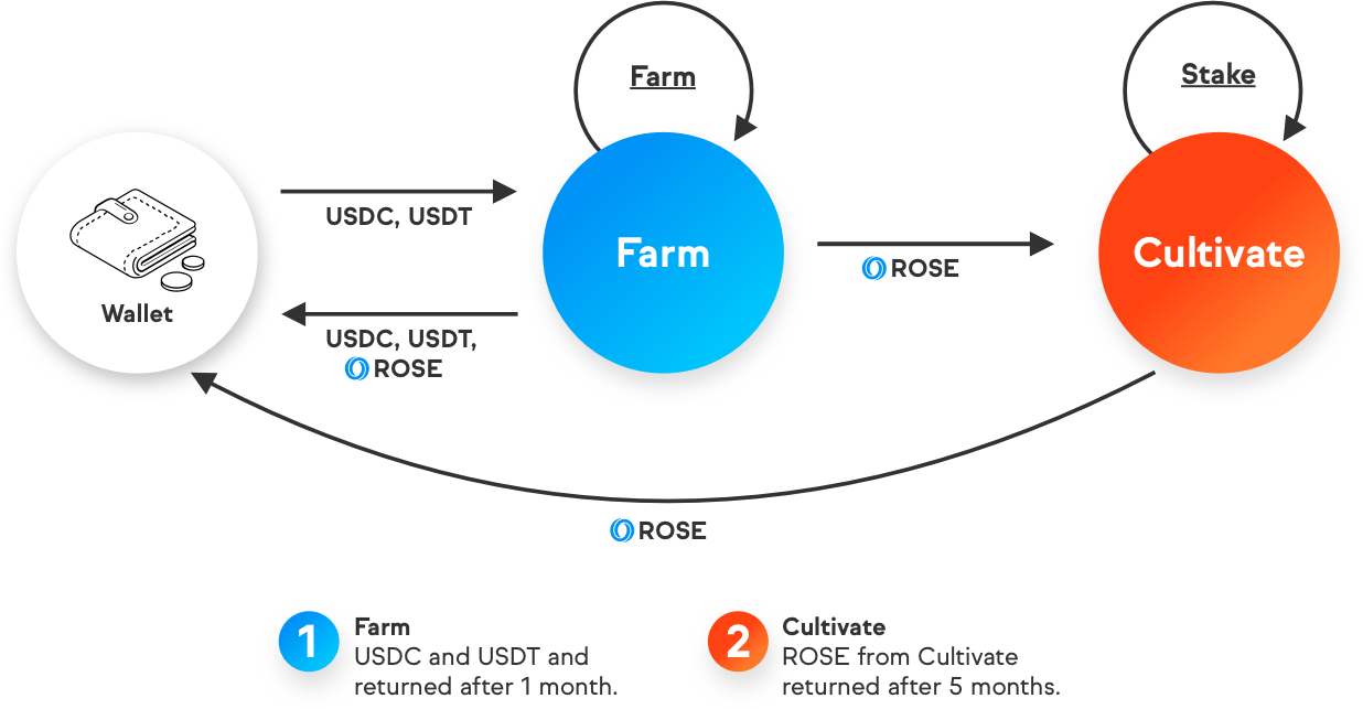 what is oasis rose a comprehensive information about oasis network 65b96d60c963e