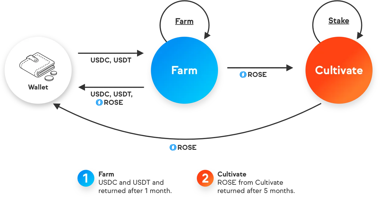 what is oasis rose a comprehensive information about oasis network 65b96d60c963e